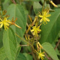 Triumfetta pilosa Roth